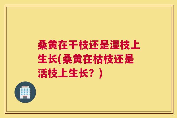 桑黄在干枝还是湿枝上生长(桑黄在枯枝还是活枝上生长?) 桑黄在干枝还是湿枝上生长(桑黄在枯枝还是活枝上生长?)