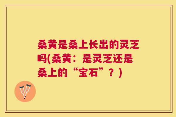 桑黄是桑上长出的灵芝吗(桑黄:是灵芝还是桑上的“宝石”?) 桑黄是桑上长出的灵芝吗(桑黄:是灵芝还是桑上的“宝石”?)