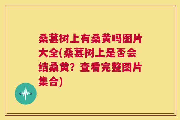 桑葚树上有桑黄吗图片大全(桑葚树上是否会结桑黄?查看完整图片集合) 桑葚树上有桑黄吗图片大全(桑葚树上是否会结桑黄?查看完整图片集合)