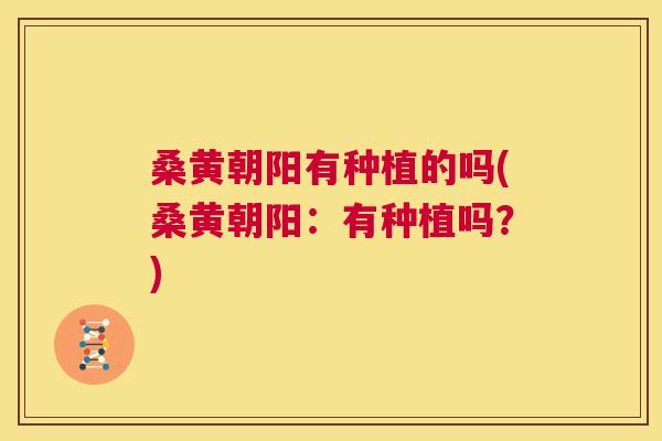 桑黄朝阳有种植的吗(桑黄朝阳:有种植吗?) 桑黄朝阳有种植的吗(桑黄朝阳:有种植吗?)