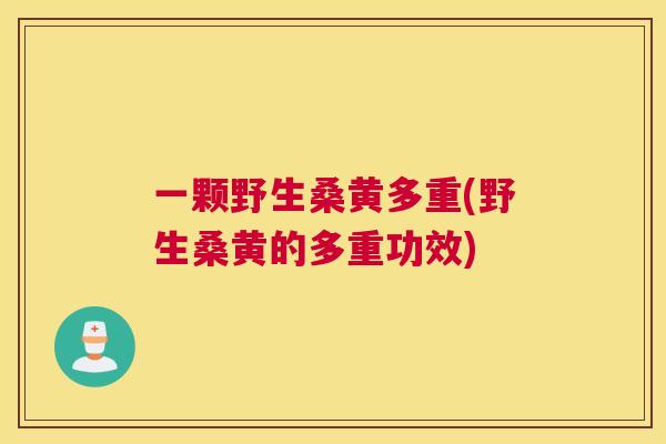 一颗野生桑黄多重(野生桑黄的多重功效) 一颗野生桑黄多重(野生桑黄的多重功效)