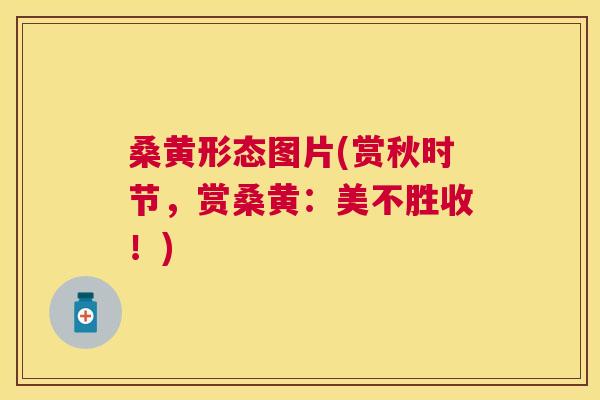 桑黄形态图片(赏秋时节，赏桑黄：美不胜收！)