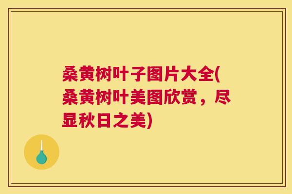桑黄树叶子图片大全(桑黄树叶美图欣赏,尽显秋日之美) 桑黄树叶子图片大全(桑黄树叶美图欣赏,尽显秋日之美)
