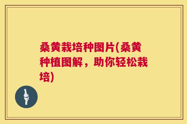 桑黄栽培种图片(桑黄种植图解,助你轻松栽培) 桑黄栽培种图片(桑黄种植图解,助你轻松栽培)