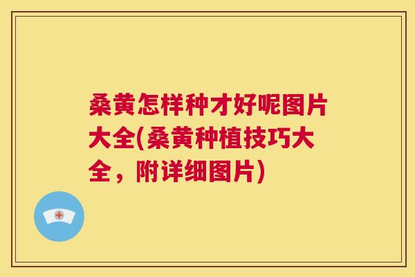 桑黄怎样种才好呢图片大全(桑黄种植技巧大全,附详细图片) 桑黄怎样种才好呢图片大全(桑黄种植技巧大全,附详细图片)