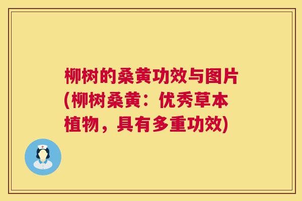 柳树的桑黄功效与图片(柳树桑黄:优秀草本植物,具有多重功效) 柳树的桑黄功效与图片(柳树桑黄:优秀草本植物,具有多重功效)