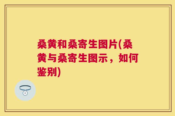 桑黄和桑寄生图片(桑黄与桑寄生图示,如何鉴别) 桑黄和桑寄生图片(桑黄与桑寄生图示,如何鉴别)