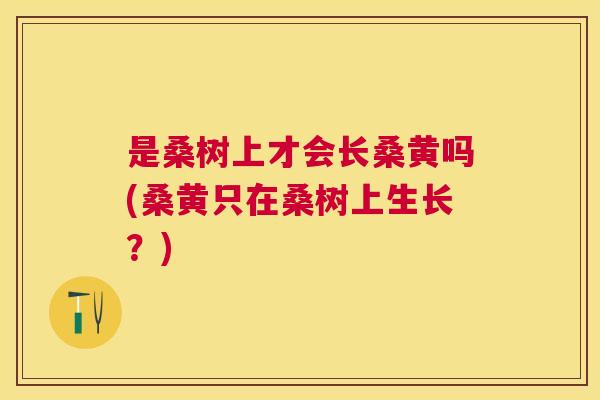 是桑树上才会长桑黄吗(桑黄只在桑树上生长?) 是桑树上才会长桑黄吗(桑黄只在桑树上生长?)