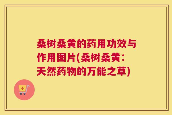 桑树桑黄的药用功效与作用图片(桑树桑黄:天然的万能之草) 桑树桑黄的药用功效与作用图片(桑树桑黄:天然的万能之草)