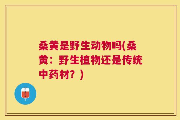桑黄是野生动物吗(桑黄:野生植物还是传统材?) 桑黄是野生动物吗(桑黄:野生植物还是传统材?)