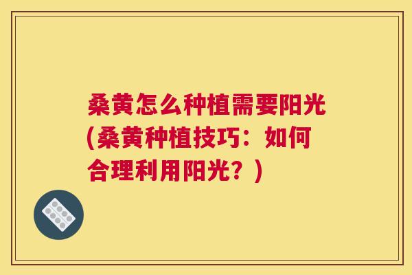 桑黄怎么种植需要阳光(桑黄种植技巧:如何合理利用阳光?) 桑黄怎么种植需要阳光(桑黄种植技巧:如何合理利用阳光?)