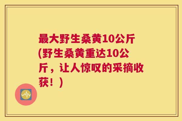 大野生桑黄10公斤(野生桑黄重达10公斤,让人惊叹的采摘收获!) 大野生桑黄10公斤(野生桑黄重达10公斤,让人惊叹的采摘收获!)