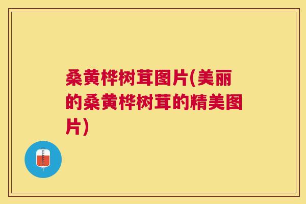 桑黄桦树茸图片(美丽的桑黄桦树茸的精美图片) 桑黄桦树茸图片(美丽的桑黄桦树茸的精美图片)