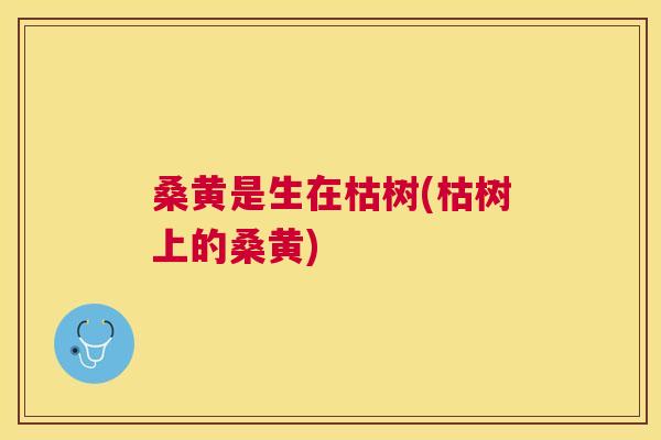 桑黄是生在枯树(枯树上的桑黄) 桑黄是生在枯树(枯树上的桑黄)