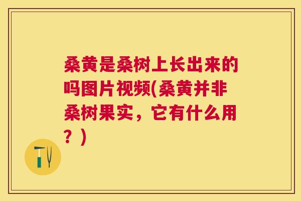 桑黄是桑树上长出来的吗图片视频(桑黄并非桑树果实,它有什么用?) 桑黄是桑树上长出来的吗图片视频(桑黄并非桑树果实,它有什么用?)