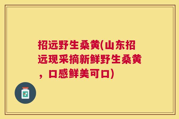 招远野生桑黄(山东招远现采摘新鲜野生桑黄,口感鲜美可口) 招远野生桑黄(山东招远现采摘新鲜野生桑黄,口感鲜美可口)