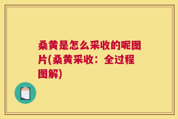桑黄是怎么采收的呢图片(桑黄采收:全过程图解) 桑黄是怎么采收的呢图片(桑黄采收:全过程图解)