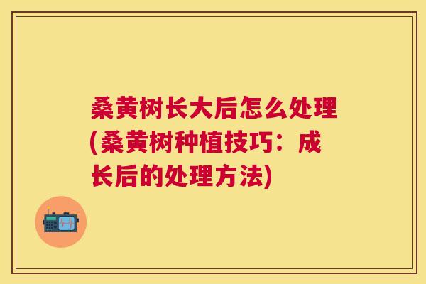 桑黄树长大后怎么处理(桑黄树种植技巧:成长后的处理方法) 桑黄树长大后怎么处理(桑黄树种植技巧:成长后的处理方法)