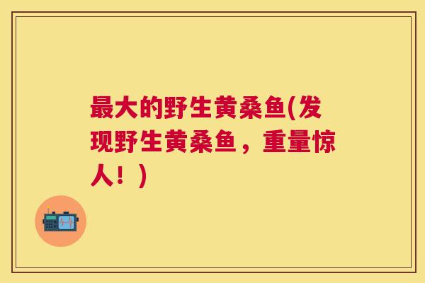 大的野生黄桑鱼(发现野生黄桑鱼,重量惊人!) 大的野生黄桑鱼(发现野生黄桑鱼,重量惊人!)