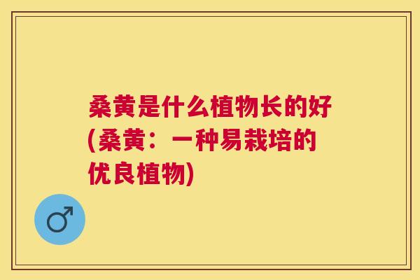 桑黄是什么植物长的好(桑黄:一种易栽培的优良植物) 桑黄是什么植物长的好(桑黄:一种易栽培的优良植物)