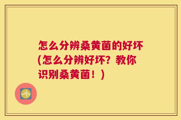 怎么分辨桑黄菌的好坏(怎么分辨好坏?教你识别桑黄菌!) 怎么分辨桑黄菌的好坏(怎么分辨好坏?教你识别桑黄菌!)