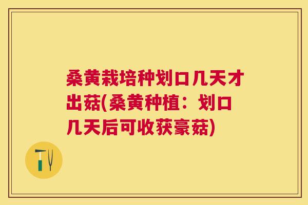 桑黄栽培种划口几天才出菇(桑黄种植:划口几天后可收获豪菇) 桑黄栽培种划口几天才出菇(桑黄种植:划口几天后可收获豪菇)