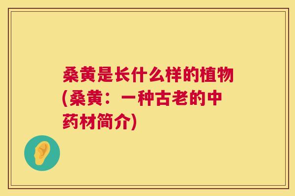 桑黄是长什么样的植物(桑黄:一种古老的材简介) 桑黄是长什么样的植物(桑黄:一种古老的材简介)