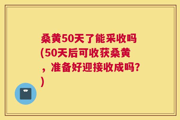 桑黄50天了能采收吗(50天后可收获桑黄,准备好迎接收成吗?) 桑黄50天了能采收吗(50天后可收获桑黄,准备好迎接收成吗?)