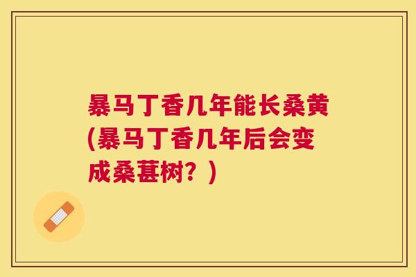 暴马丁香几年能长桑黄(暴马丁香几年后会变成桑葚树?) 暴马丁香几年能长桑黄(暴马丁香几年后会变成桑葚树?)