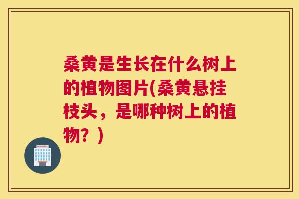 桑黄是生长在什么树上的植物图片(桑黄悬挂枝头,是哪种树上的植物?) 桑黄是生长在什么树上的植物图片(桑黄悬挂枝头,是哪种树上的植物?)