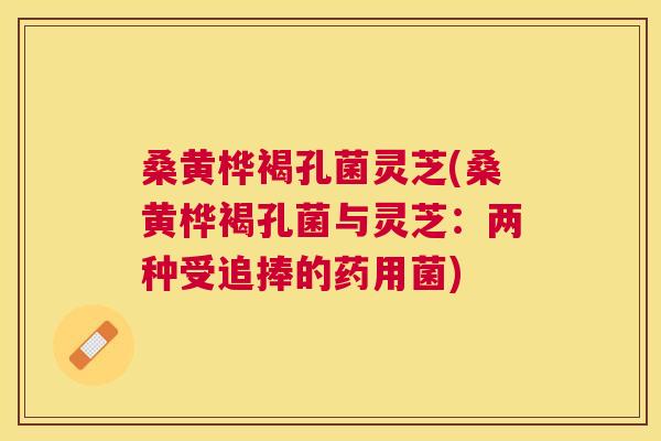 桑黄桦褐孔菌灵芝(桑黄桦褐孔菌与灵芝:两种受追捧的药用菌) 桑黄桦褐孔菌灵芝(桑黄桦褐孔菌与灵芝:两种受追捧的药用菌)