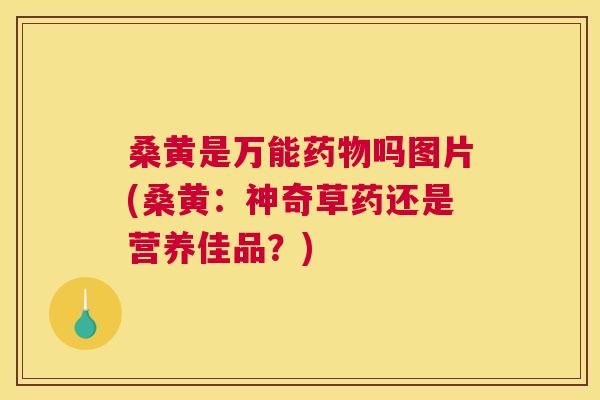 桑黄是万能吗图片(桑黄:神奇草药还是营养佳品?) 桑黄是万能吗图片(桑黄:神奇草药还是营养佳品?)