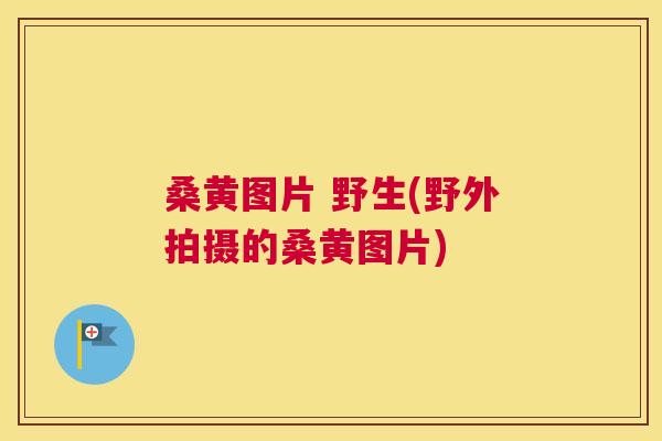 桑黄图片 野生(野外拍摄的桑黄图片) 桑黄图片 野生(野外拍摄的桑黄图片)