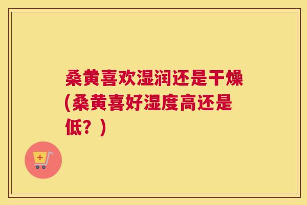 桑黄喜欢湿润还是干燥(桑黄喜好湿度高还是低？)