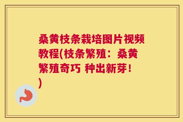 桑黄枝条栽培图片视频教程(枝条繁殖:桑黄繁殖奇巧 种出新芽!) 桑黄枝条栽培图片视频教程(枝条繁殖:桑黄繁殖奇巧 种出新芽!)