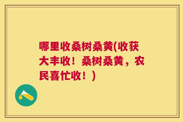 哪里收桑树桑黄(收获大丰收!桑树桑黄,农民喜忙收!) 哪里收桑树桑黄(收获大丰收!桑树桑黄,农民喜忙收!)