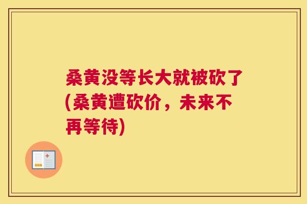 桑黄没等长大就被砍了(桑黄遭砍价,未来不再等待) 桑黄没等长大就被砍了(桑黄遭砍价,未来不再等待)