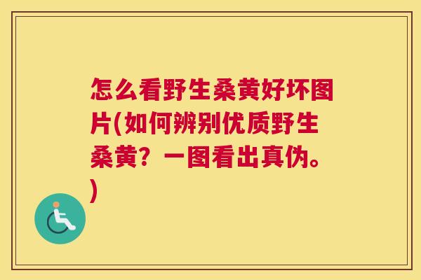 怎么看野生桑黄好坏图片(如何辨别优质野生桑黄？一图看出真伪。)