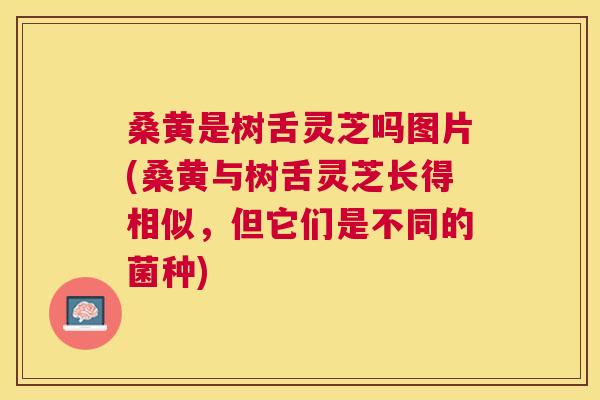 桑黄是树舌灵芝吗图片(桑黄与树舌灵芝长得相似,但它们是不同的菌种) 桑黄是树舌灵芝吗图片(桑黄与树舌灵芝长得相似,但它们是不同的菌种)