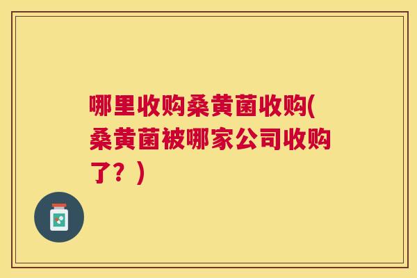 哪里收购桑黄菌收购(桑黄菌被哪家公司收购了?) 哪里收购桑黄菌收购(桑黄菌被哪家公司收购了?)
