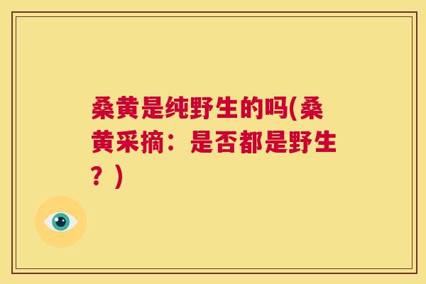 桑黄是纯野生的吗(桑黄采摘:是否都是野生?) 桑黄是纯野生的吗(桑黄采摘:是否都是野生?)