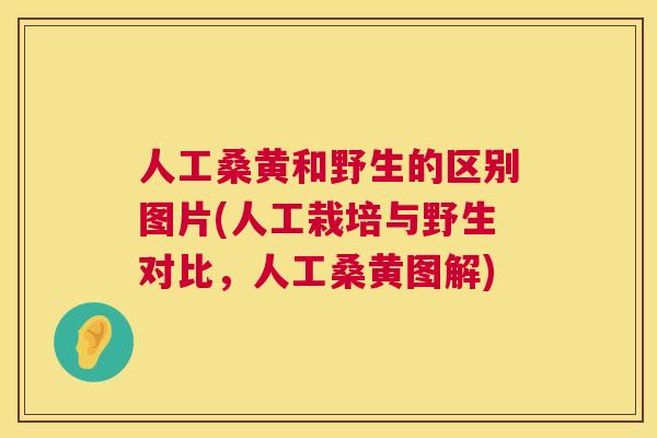 人工桑黄和野生的区别图片(人工栽培与野生对比,人工桑黄图解) 人工桑黄和野生的区别图片(人工栽培与野生对比,人工桑黄图解)