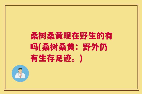 桑树桑黄现在野生的有吗(桑树桑黄:野外仍有生存足迹。) 桑树桑黄现在野生的有吗(桑树桑黄:野外仍有生存足迹。)