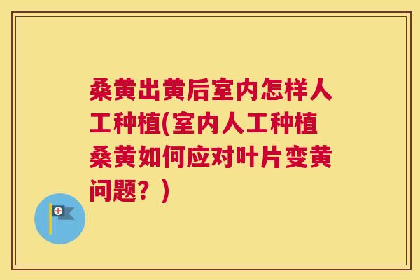 桑黄出黄后室内怎样人工种植(室内人工种植桑黄如何应对叶片变黄问题?) 桑黄出黄后室内怎样人工种植(室内人工种植桑黄如何应对叶片变黄问题?)