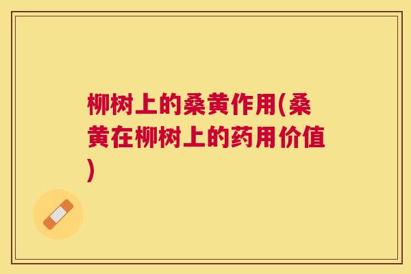 柳树上的桑黄作用(桑黄在柳树上的药用价值) 柳树上的桑黄作用(桑黄在柳树上的药用价值)