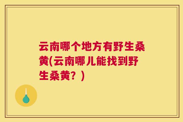 云南哪个地方有野生桑黄(云南哪儿能找到野生桑黄?) 云南哪个地方有野生桑黄(云南哪儿能找到野生桑黄?)