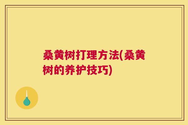 桑黄树打理方法(桑黄树的养护技巧) 桑黄树打理方法(桑黄树的养护技巧)