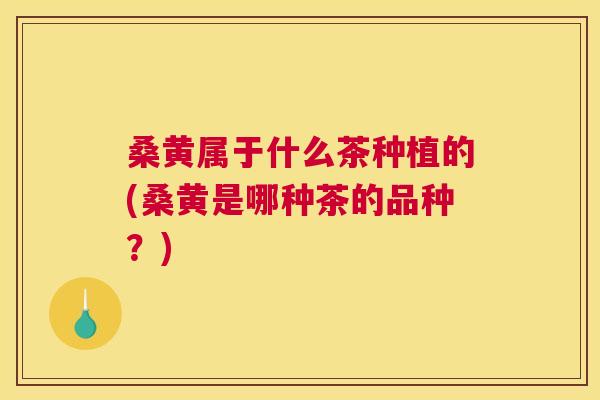 桑黄属于什么茶种植的(桑黄是哪种茶的品种?) 桑黄属于什么茶种植的(桑黄是哪种茶的品种?)