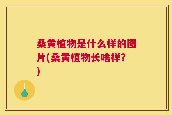 桑黄植物是什么样的图片(桑黄植物长啥样?) 桑黄植物是什么样的图片(桑黄植物长啥样?)