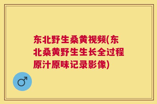 东北野生桑黄视频(东北桑黄野生生长全过程原汁原味记录影像) 东北野生桑黄视频(东北桑黄野生生长全过程原汁原味记录影像)